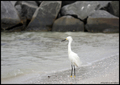 White heron