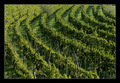 Vinograd II - …
