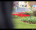Crveni tulipan…