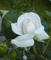 Bijele ruže, n…
