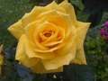 Žuta rožica