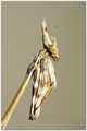 Empusa Pennata