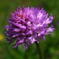 Orchis sp.