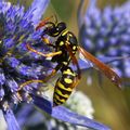 Osa, Vespula v…