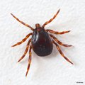 Krpelj, Ixodes…