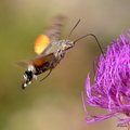 Golupka, Macro…