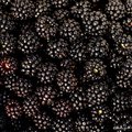 Kupina, Rubus …