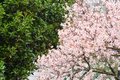 Badem, Prunus …