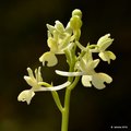 Orchis provinc…