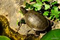 Barska kornjač…