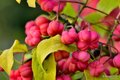 Kurika, Euonym…