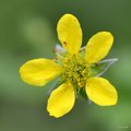 Blaženak, Geum…