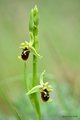 Ophrys untchji…
