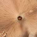 Macrolepiota p…