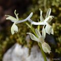 Orchis provinc…