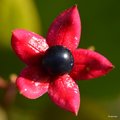 Clerodendrum t…