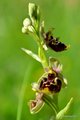 Ophrys untchjii