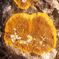 Xanthoria