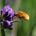 Bombylius major