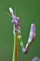 Empusa pennata