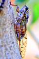 Cvrčak, Cicada…