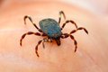 Krpelj, Ixodes…