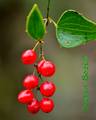 Smilax aspera