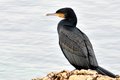 Phalacrocorax …