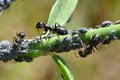 mravi i ušenja…