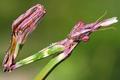 Empusa pennata