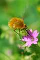 Bombylius major