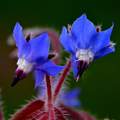 Boreč, Borago …