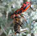 Crvena stjenic…