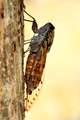 Cvrčak, Cicada…