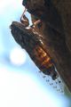 Cvrčak, Cicada…