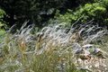 Stipa pennata