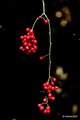 Smilax aspera