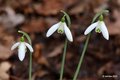 Galanthus niva…