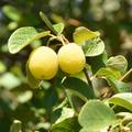 Divuza, Styrax…