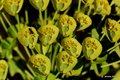 Euphorbia