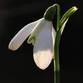 Galanthus niva…