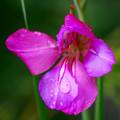 Gladiola, Glad…