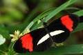 Heliconius era…