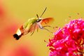 Hemaris fucifo…