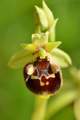 Ophrys untchjii