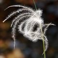 Kovilje, Stipa…