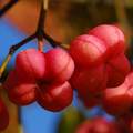 Kurika, Euonym…