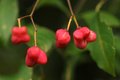 Kurika, Euonym…