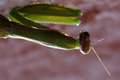 Mantis religio…