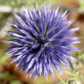 Modra sikavica…